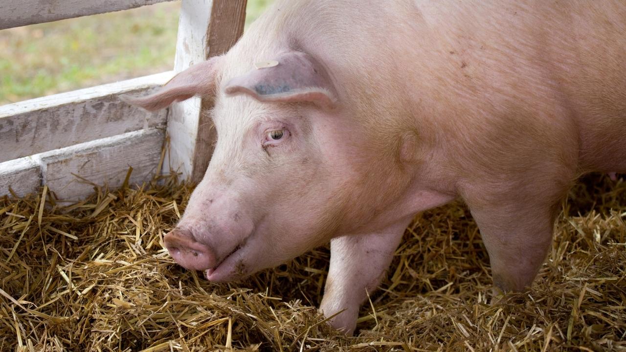 N-o să crezi cât costă un Porc de peste 100 de kilograme anul acesta, cu două luni înainte de Crăciun