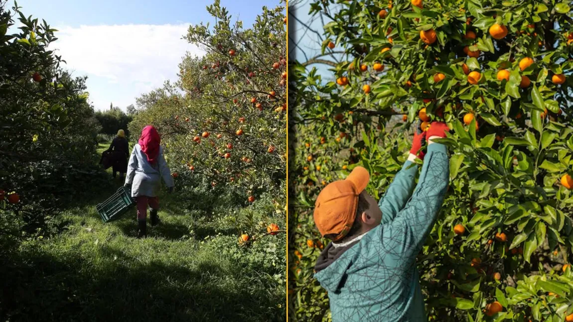 Cât se câștigă la cules de mandarine în Italia. Ce condiții impun angajatorii celor care vor să se angajeze