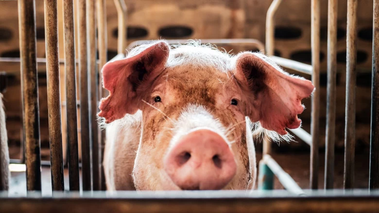 ANSVSA îi vizează pe toți românii care intenționează să taie porci de Crăciun. Măsuri, controale și amenzi pregătite pentru sărbători
