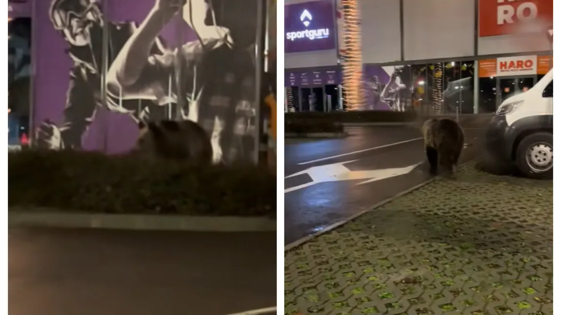 Scene incredibile! Urșii au coborât să admire luminițele de Crăciun la Brașov
