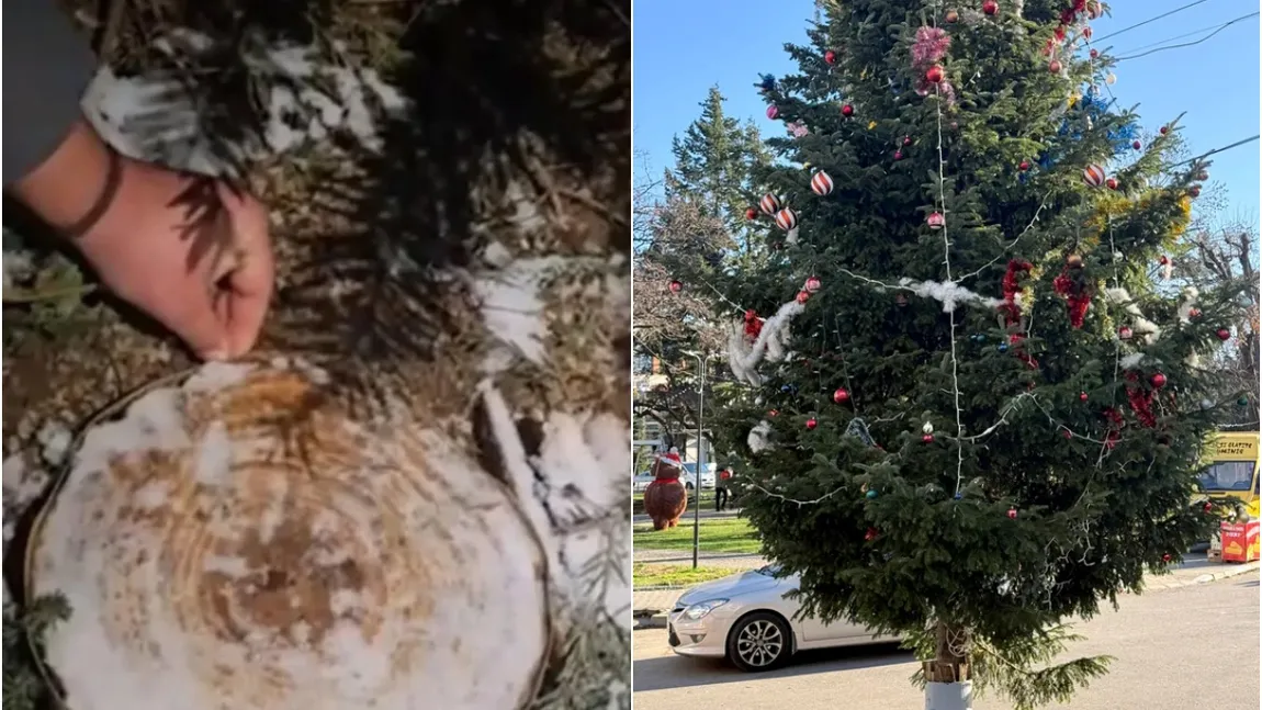 Gest revoltător! Brad plantat la mormânt, furat din cimitir și transformat în pom decorativ în oraș