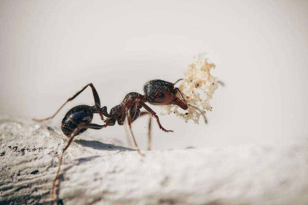 Alertă în Europa! Insecta extrem de periculoasă care se apropie de România provoacă dureri cumplite, iritații și poate declanșa șoc anafilactic