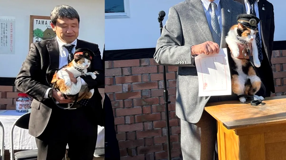 Japonia surprinde din nou! O pisică este numită șef de gară. Duce mai departe tradiția care a salvat o linie feroviară de la faliment și a cucerit o lume întreagă