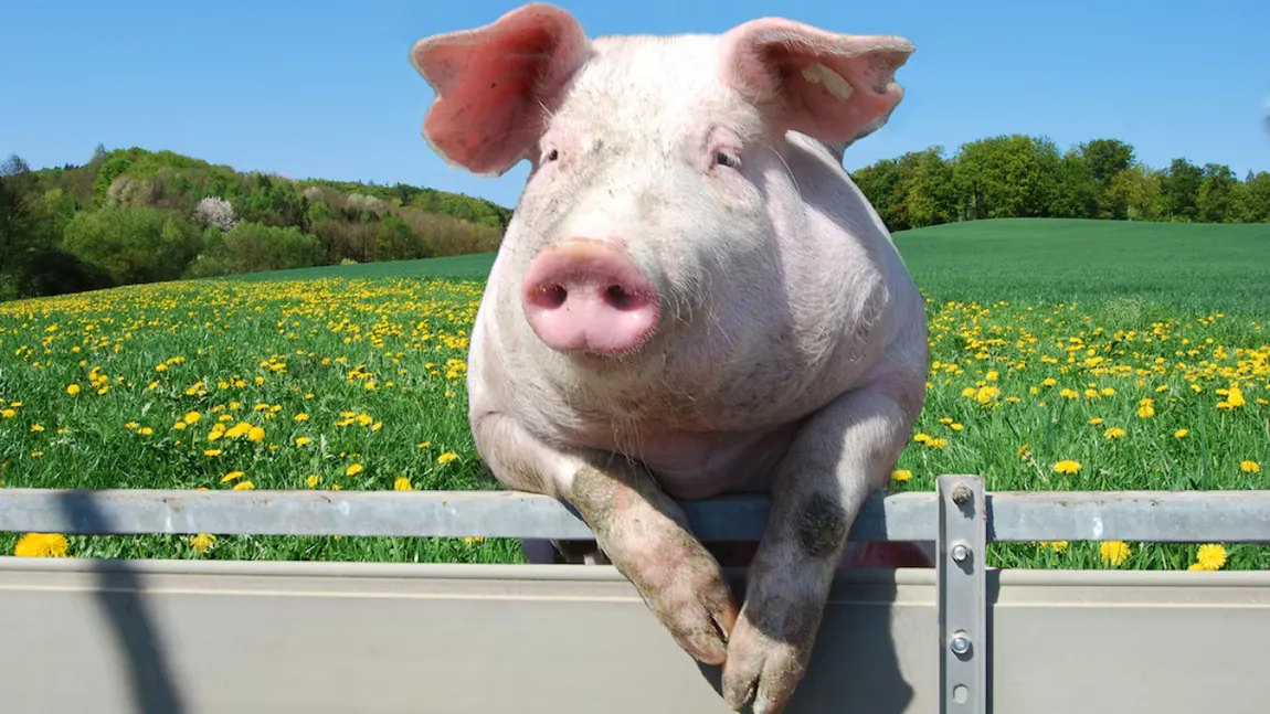 Un incident ieșit din comun a lăsat mii de oameni fără electricitate. Celebra expresie „când o zbura porcul” a devenit realitate. Un porc a ajuns să zboare, la propriu!