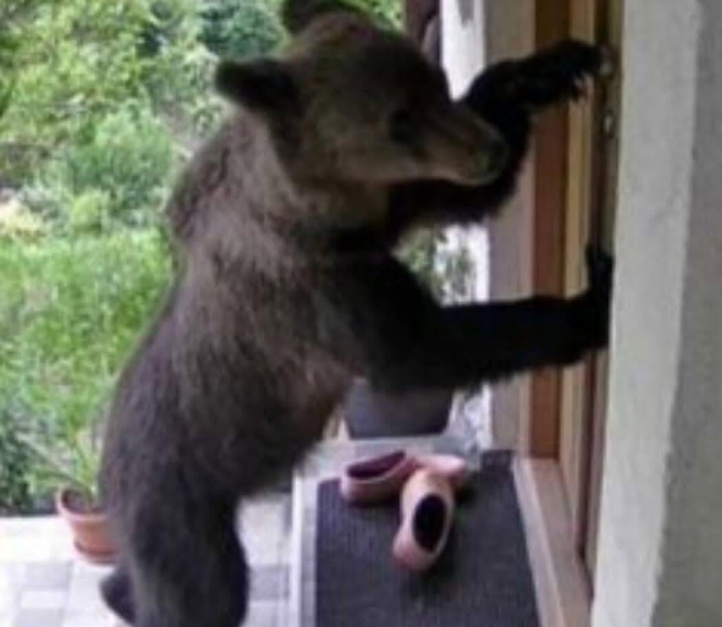 Un urs a pătruns în locuința unei femei în vârstă, chiar în timp ce aceasta dormea! Animalul s-a îndreptat imediat spre…
