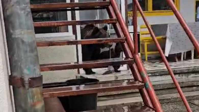 O ursoaică și puii ei au intrat peste oameni în casă. Urmarea a surprins pe toată lumea